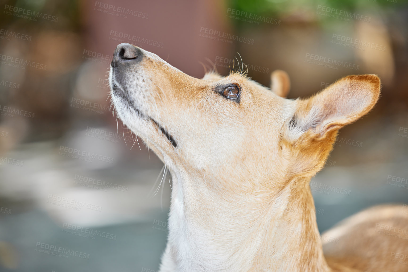 Buy stock photo Animal rescue, foster and dog in backyard for learning, watching or behavior training for adoption process or procedure. Pets, stray and homeless Dixie Dingo walking in Australia for shelter search