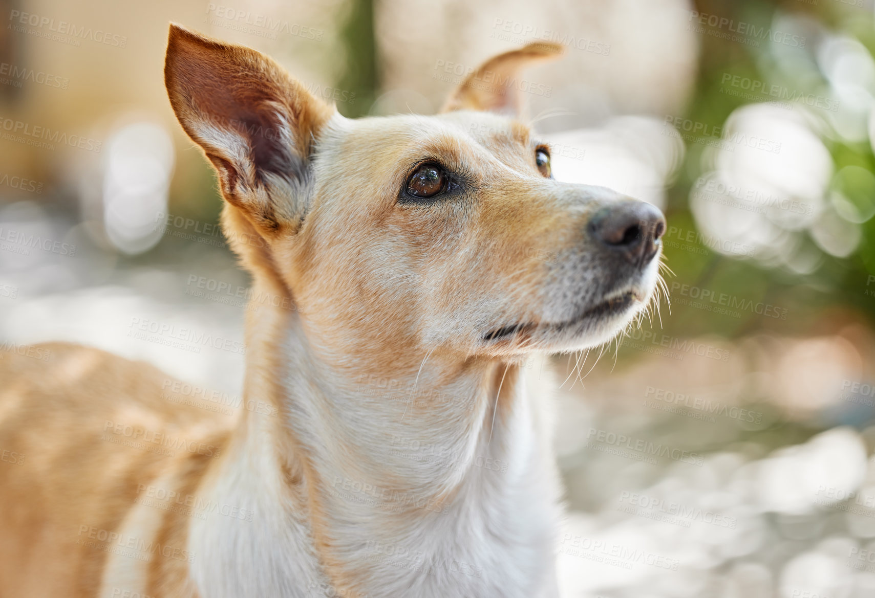 Buy stock photo Cropped shot of an adorable dog outside in the yard