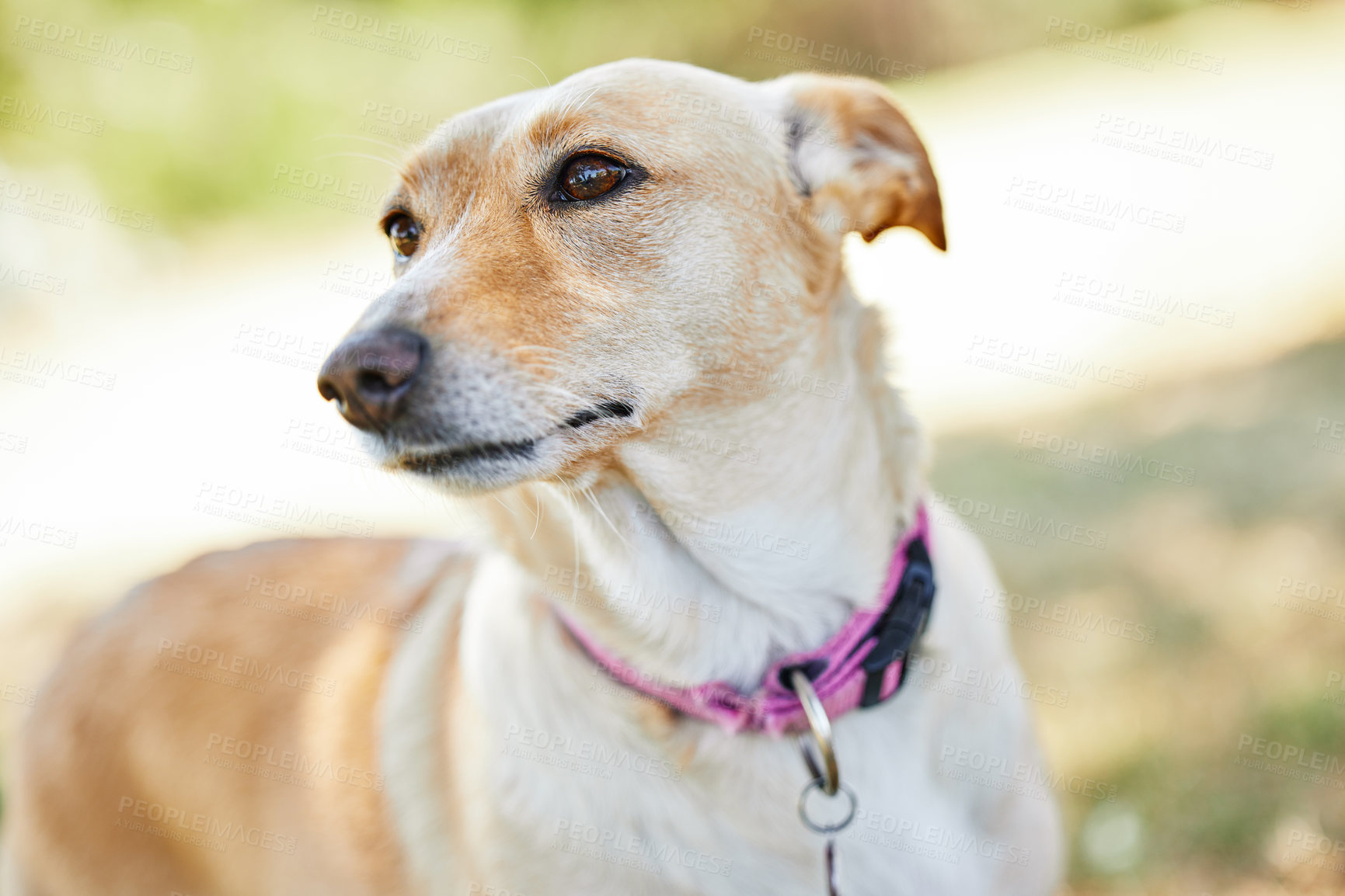 Buy stock photo Cropped shot of an adorable dog outside in the yard