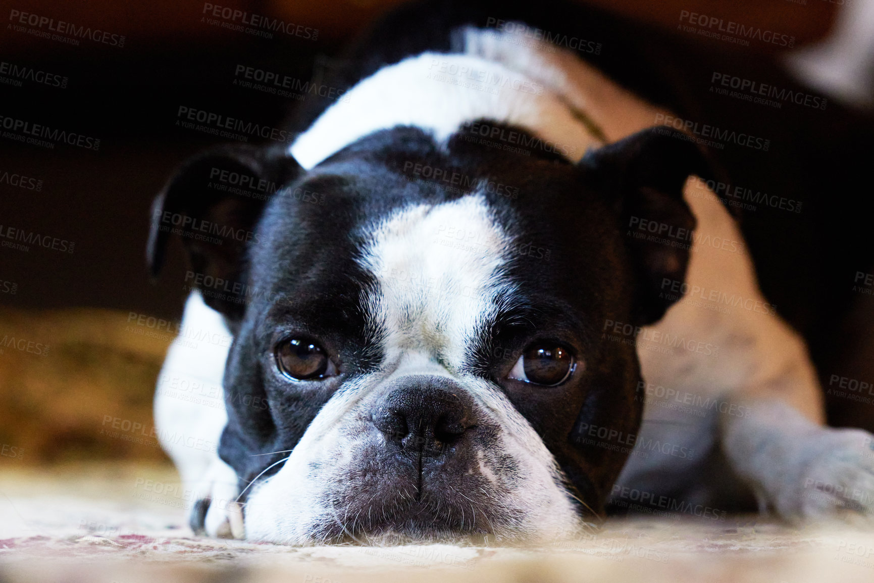 Buy stock photo Shot of an adorable dog at home