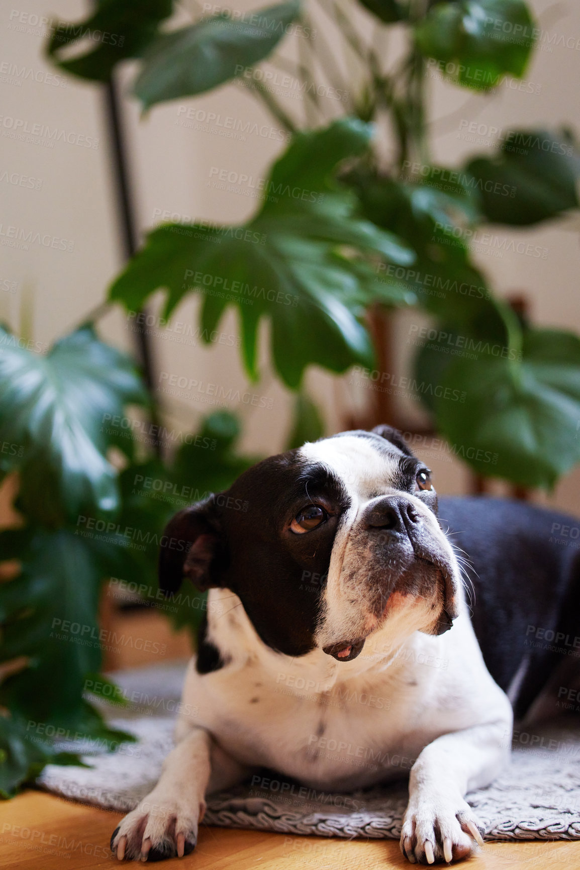 Buy stock photo Shot of an adorable dog at home