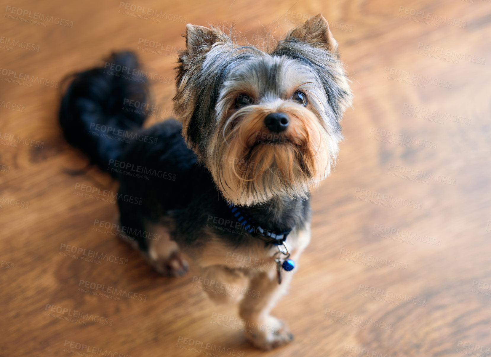 Buy stock photo Shot of an adorable dog sitting on a wooden floor at home