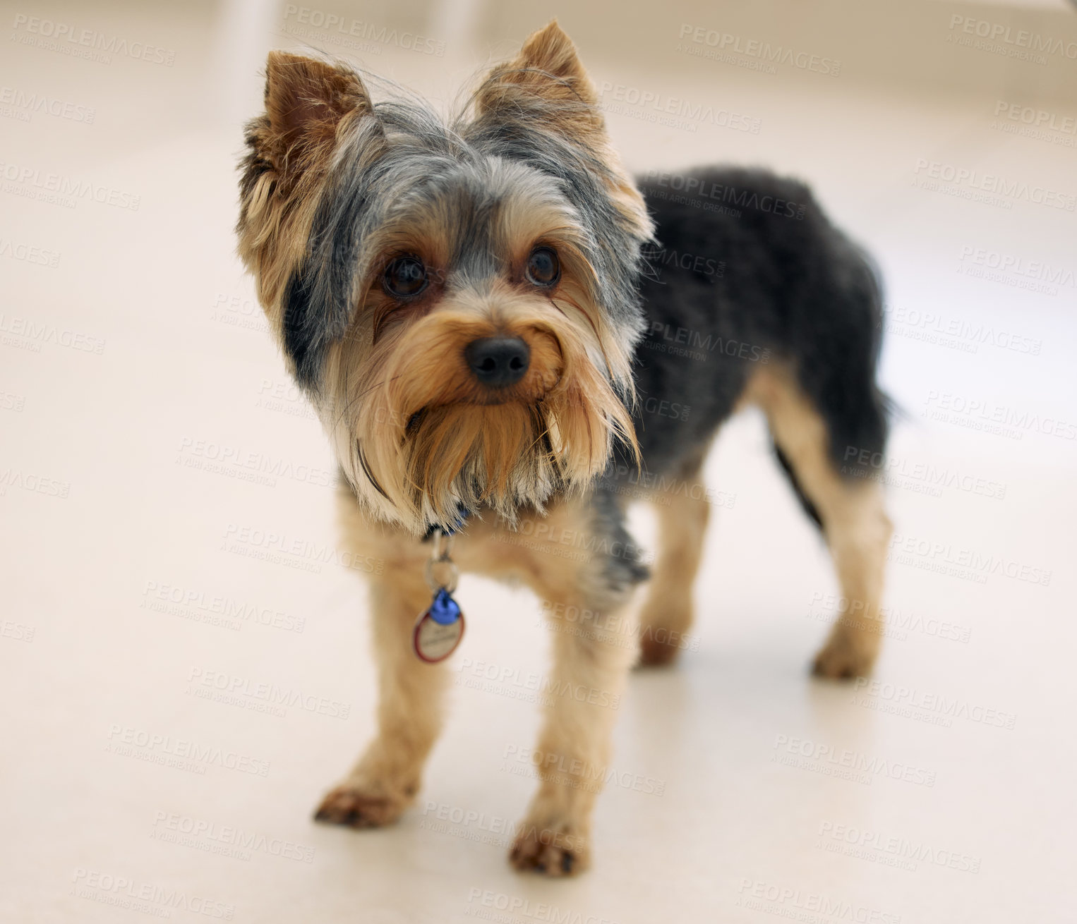 Buy stock photo Shot of an adorable Yorkshire Terrier