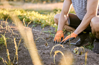 Buy stock photo Gloves, hands and man planting crops in garden, harvest and agriculture with soil and eco friendly. Dirt, person or farmer with spring or nature with sprout or sustainability with ecology or sunshine
