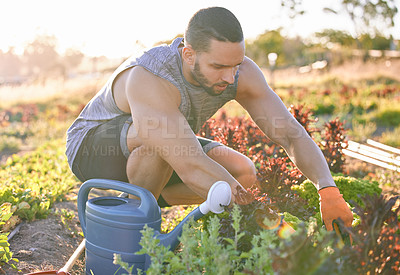Buy stock photo Shot of a young man reaching down to plant some veggies in his garden