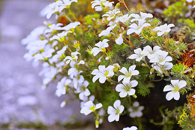 Buy stock photo A series of beautiful garden photos