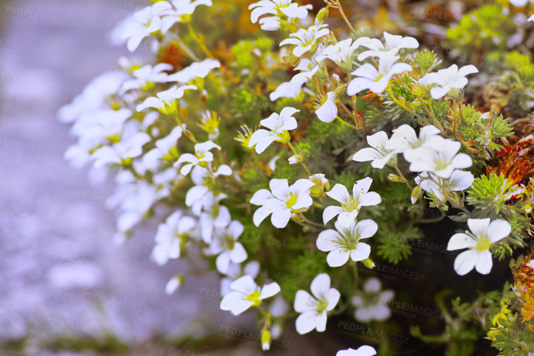 Buy stock photo A series of beautiful garden photos