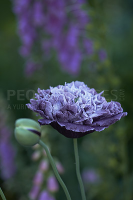 Buy stock photo A series of beautiful garden photos