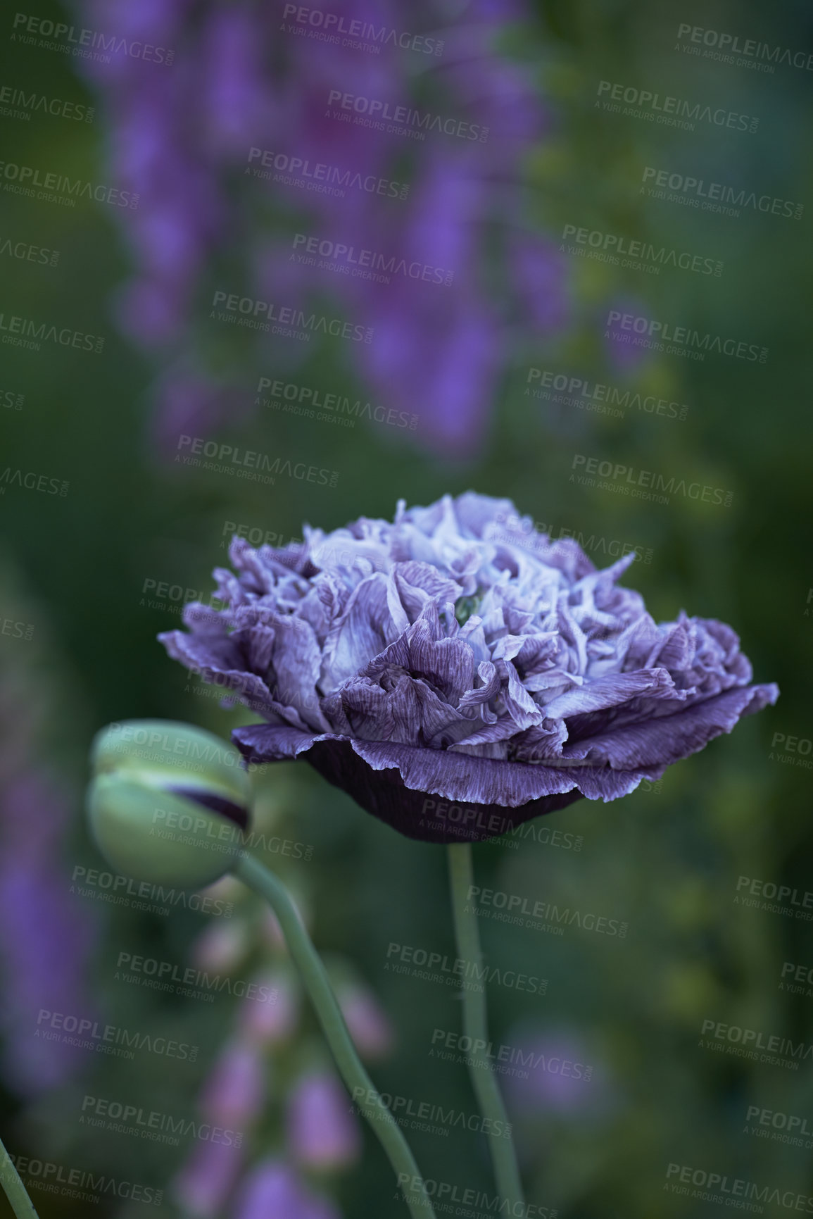 Buy stock photo A series of beautiful garden photos