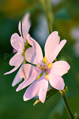 Buy stock photo A series of beautiful garden photos