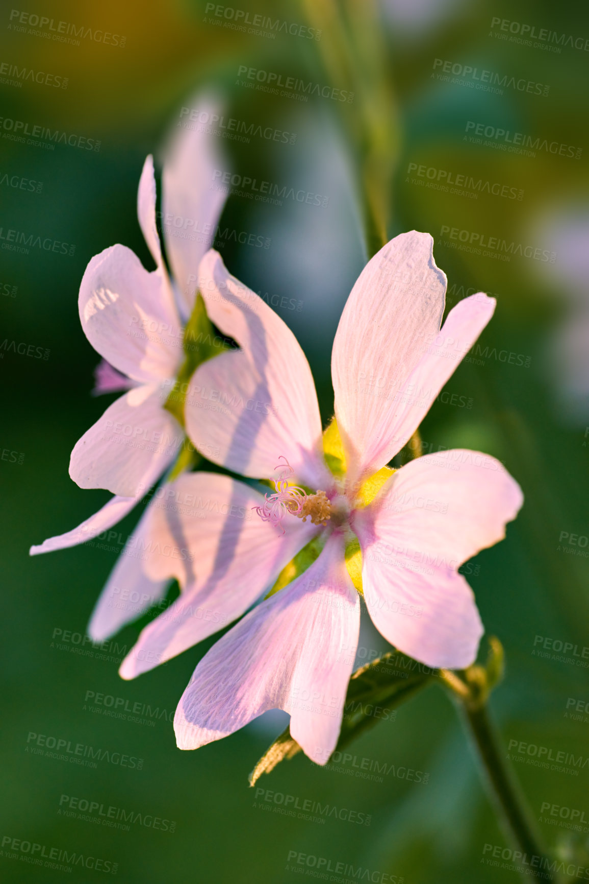 Buy stock photo A series of beautiful garden photos