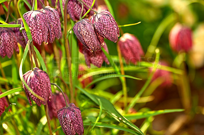 Buy stock photo A series of beautiful garden photos