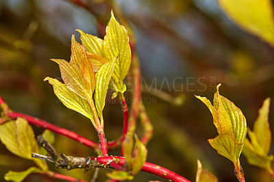 Buy stock photo A series of beautiful garden photos