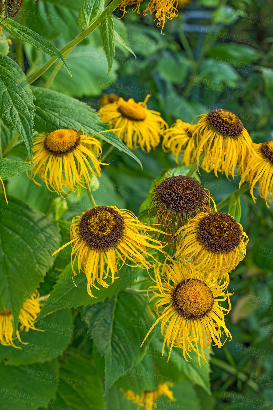 Buy stock photo A series of beautiful garden photos