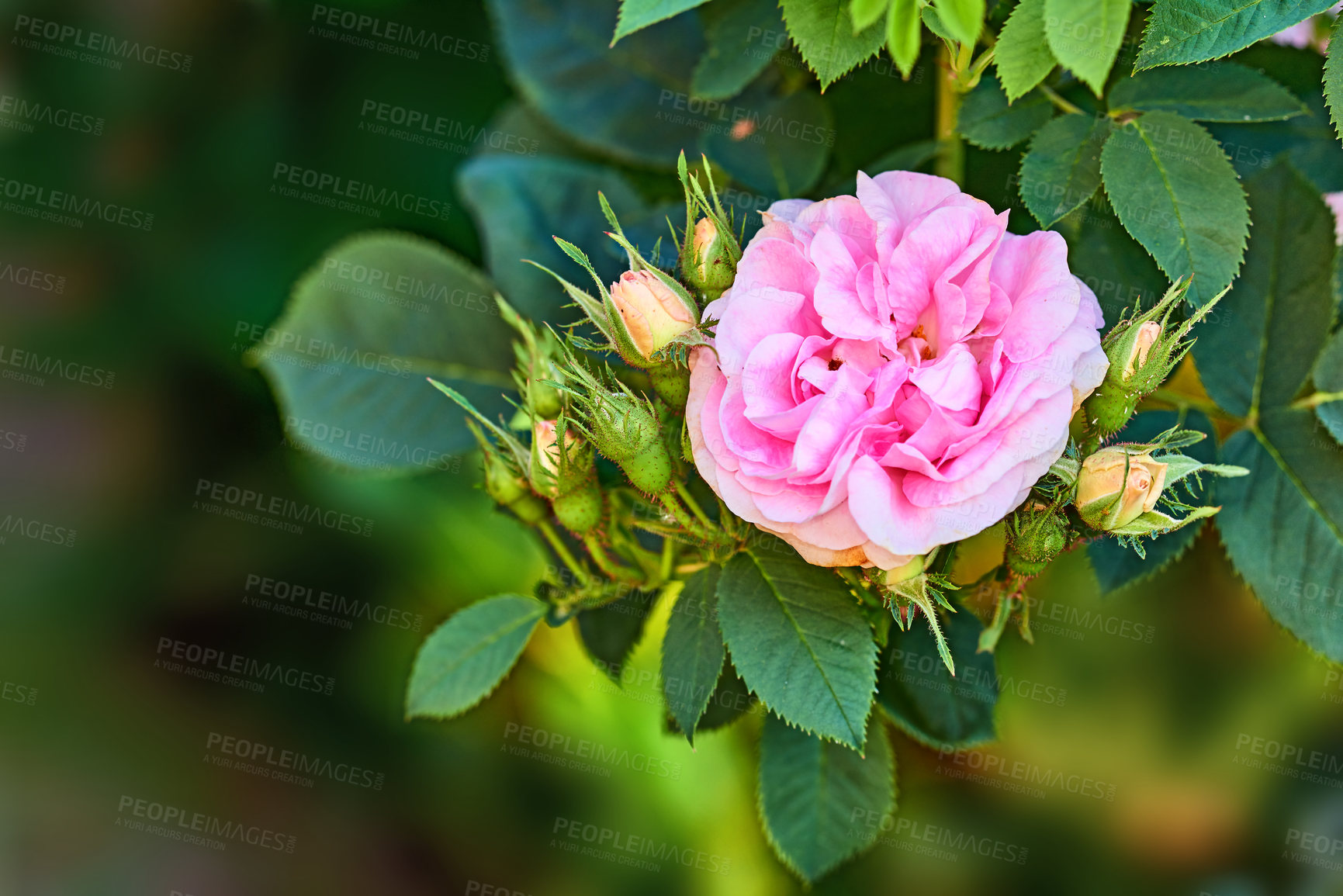 Buy stock photo A series of beautiful garden photos