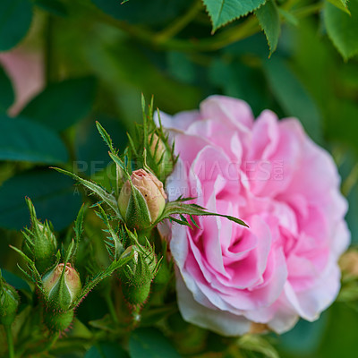 Buy stock photo Closeup of a beautiful pink rose growing on a tree in a backyard garden in summer. Zoom of a flower blooming and blossoming on a green bush amongst greenery and plants in a nature park or field