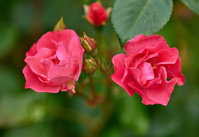 Buy stock photo A photo of a beautiful rose in the garden