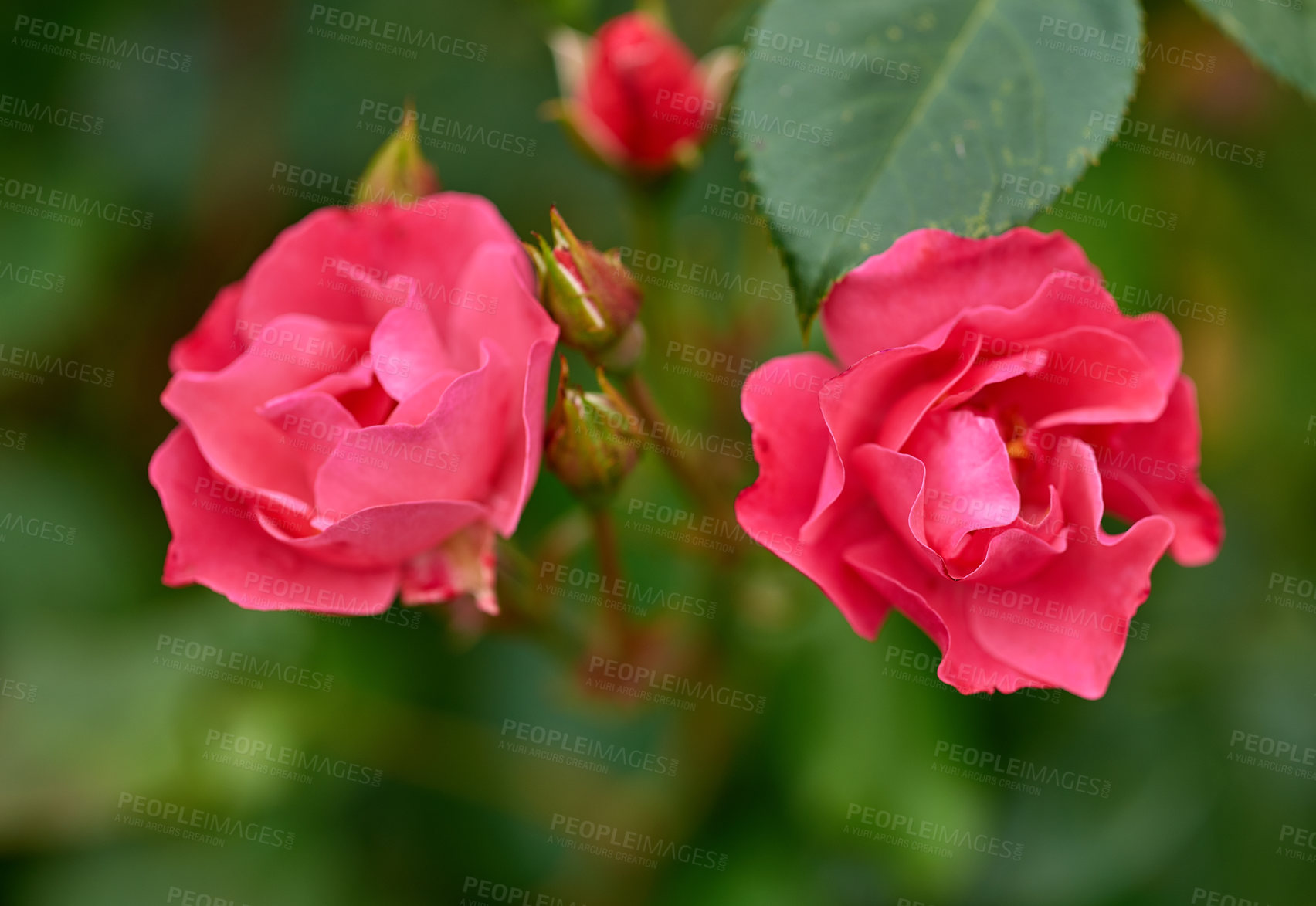 Buy stock photo A photo of a beautiful rose in the garden