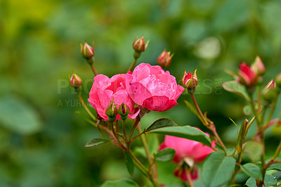 Red garden rose
