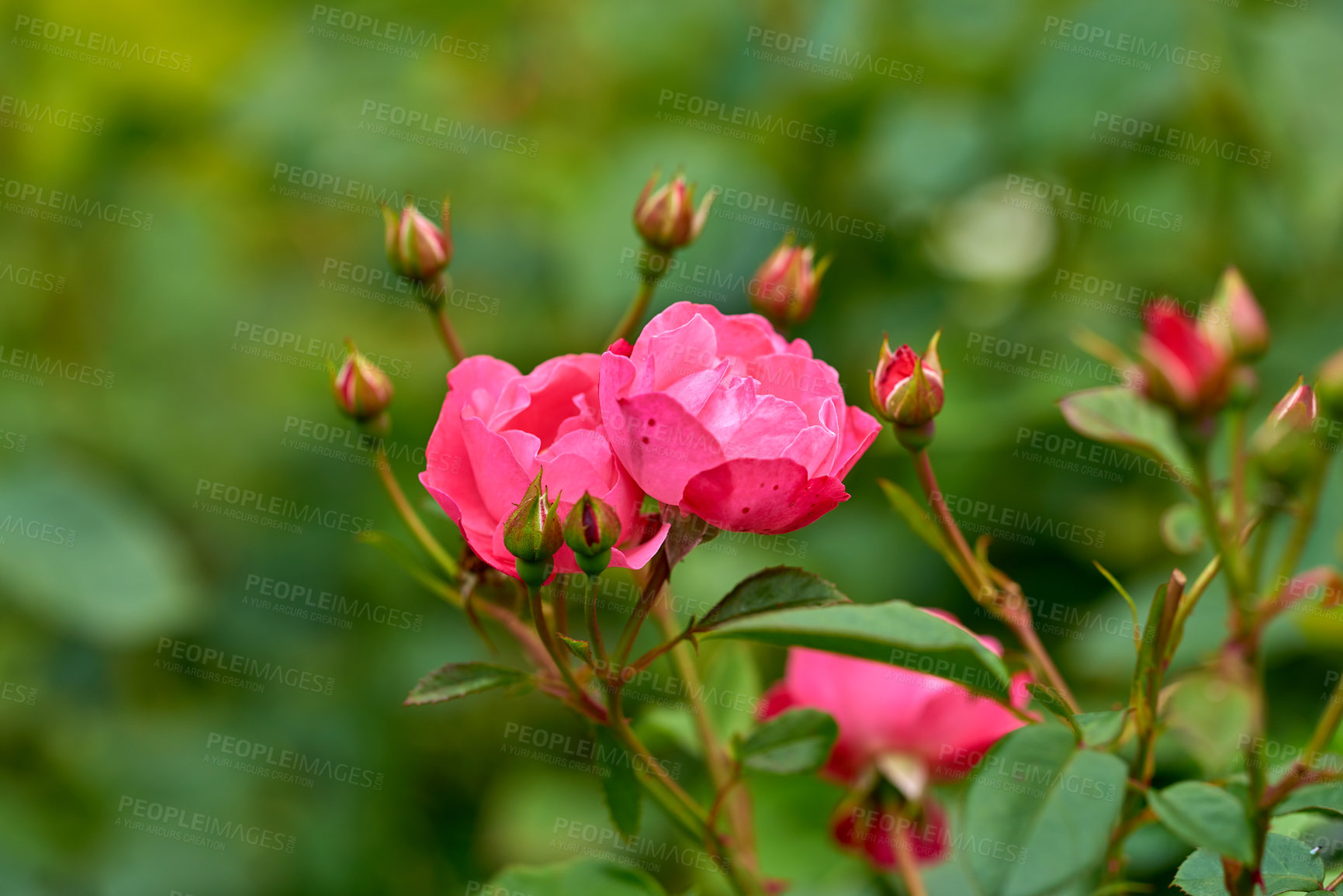 Buy stock photo A photo of a beautiful rose in the garden