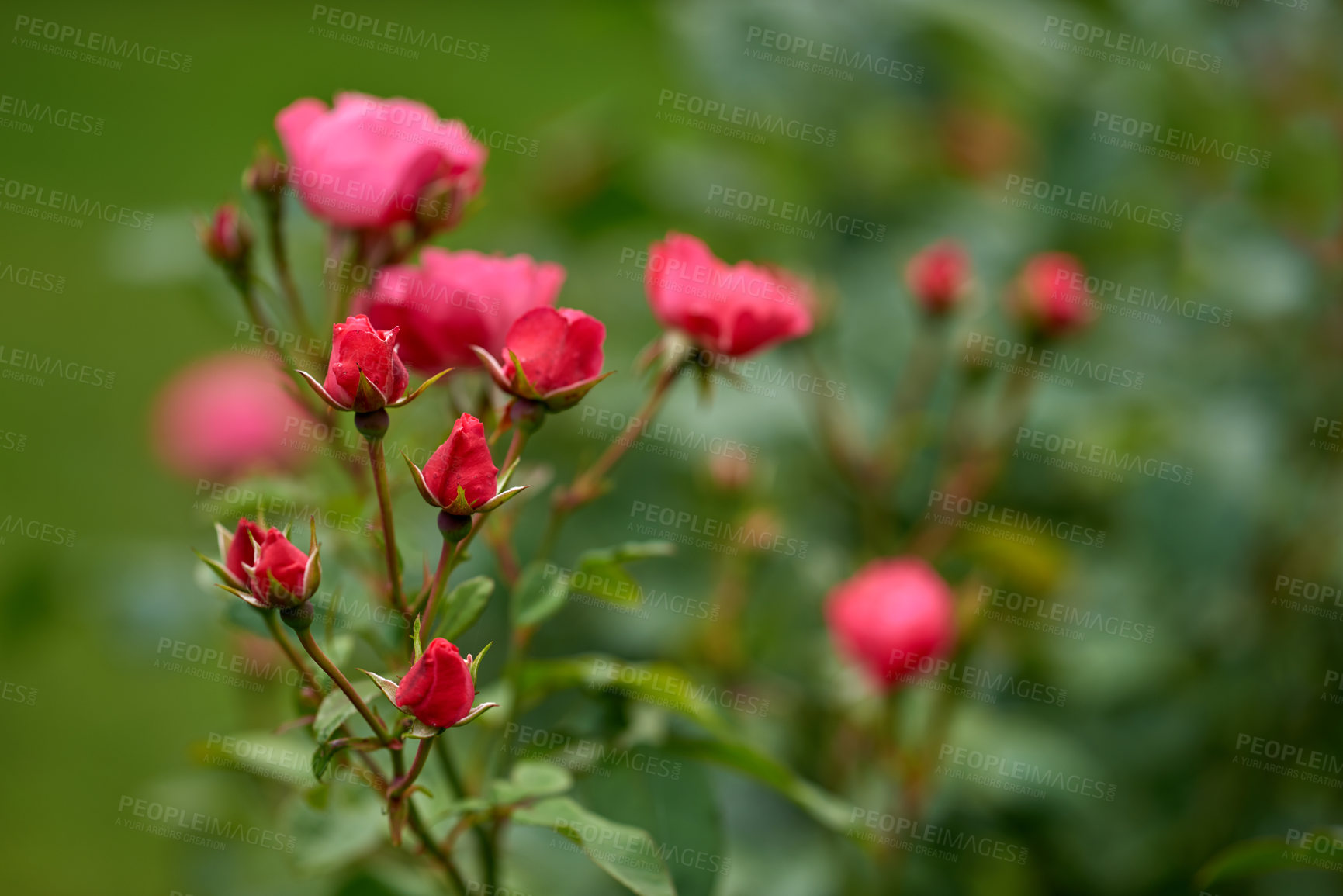 Buy stock photo A photo of a beautiful rose in the garden