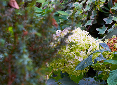 Buy stock photo A series of beautiful garden photos