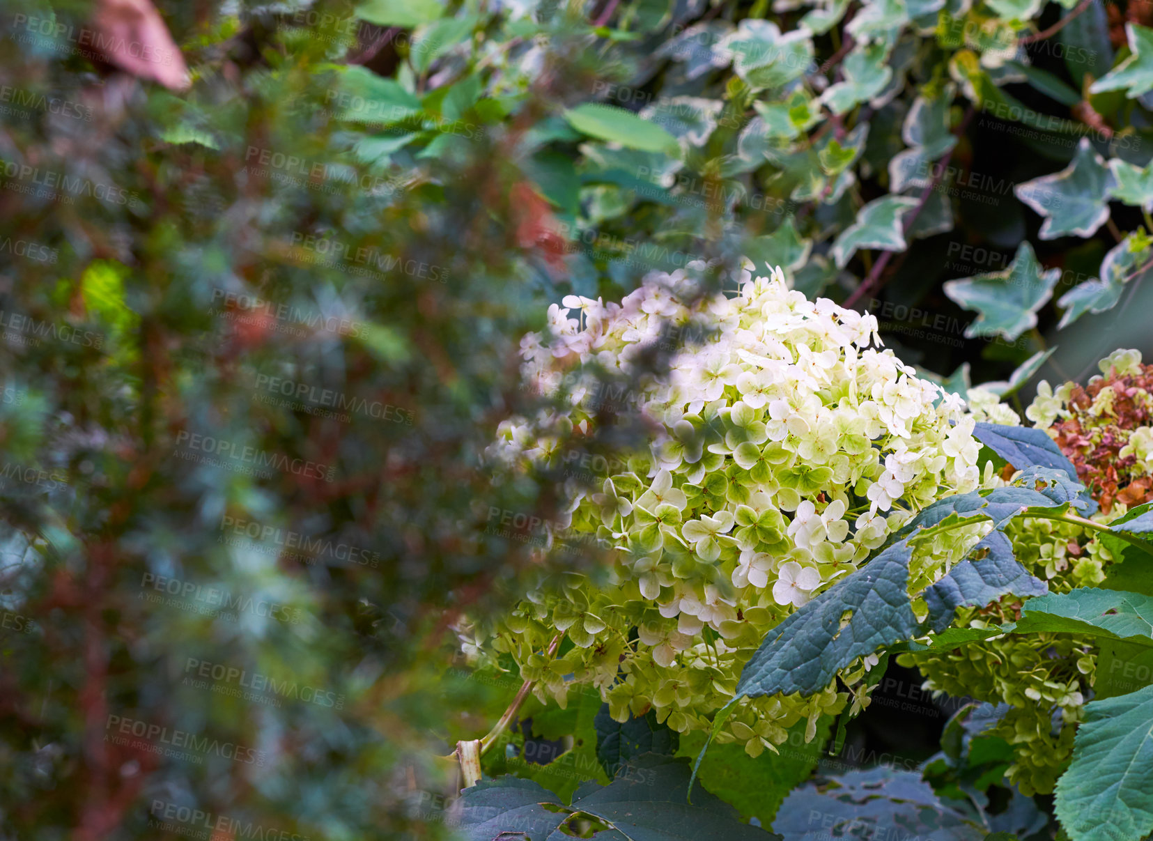 Buy stock photo A series of beautiful garden photos