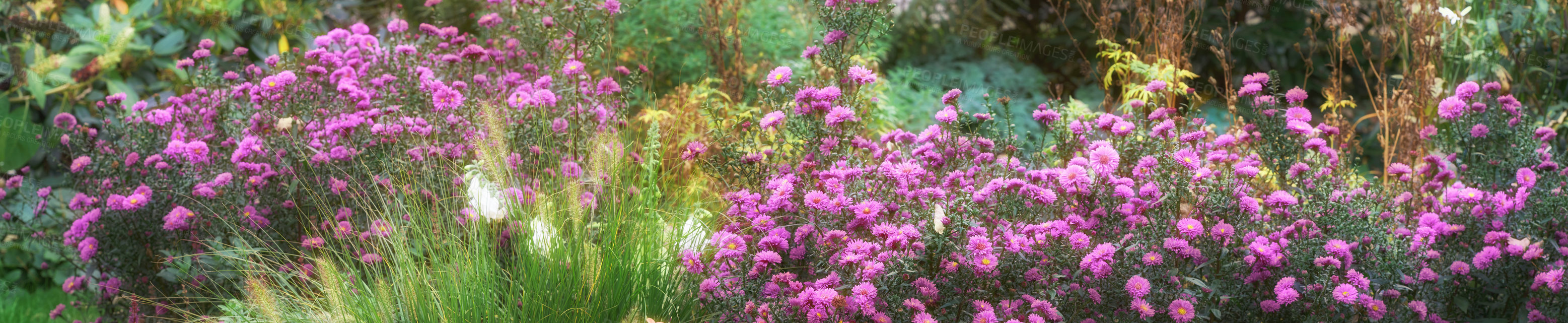 Buy stock photo A series of beautiful garden photos