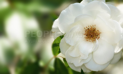 Buy stock photo A photo of a beautiful rose