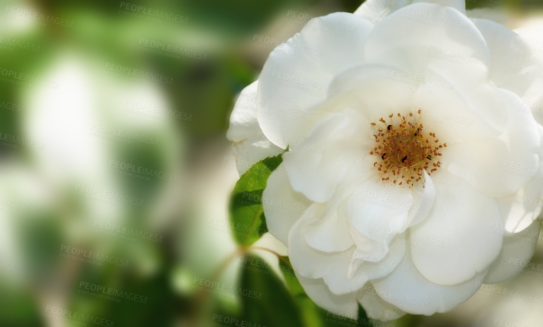 Buy stock photo A photo of a beautiful rose