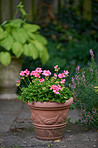 Beautiful flowers from my garden