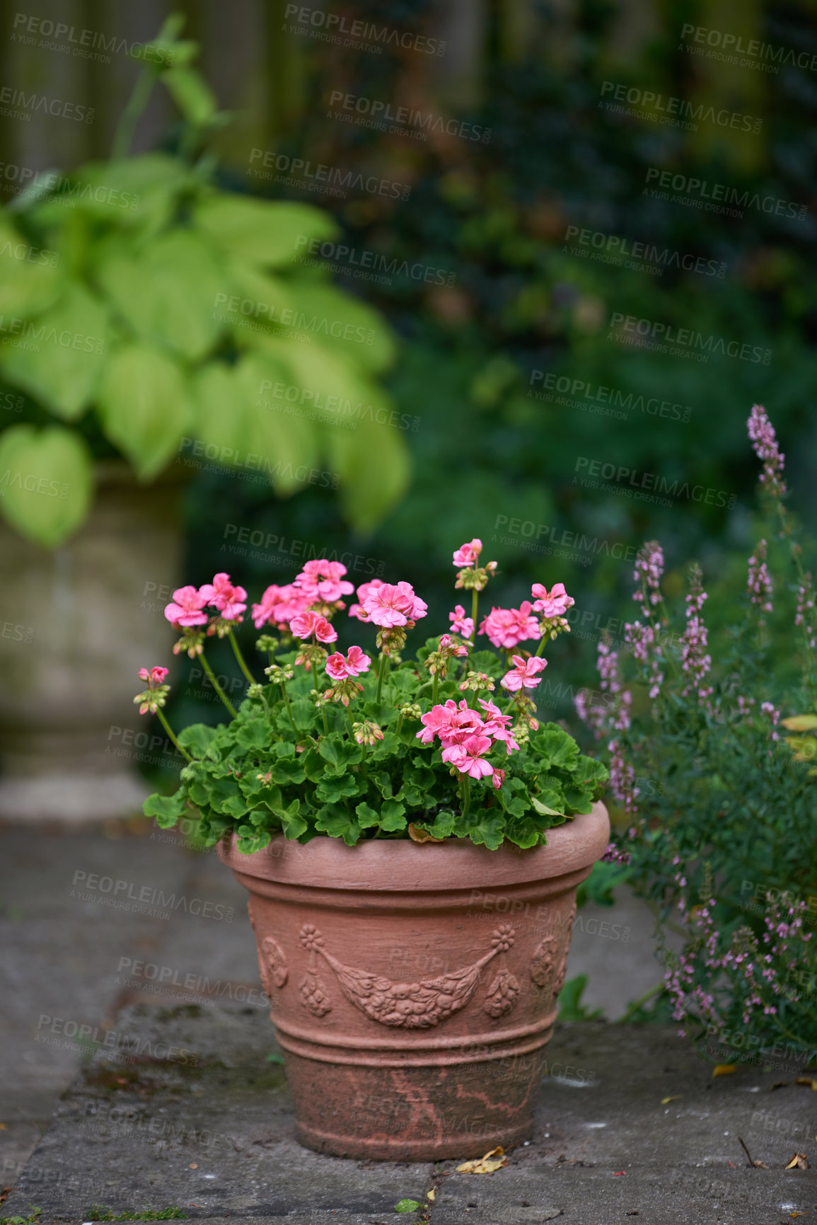 Buy stock photo A series of beautiful garden photos