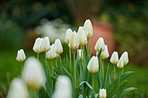 White tulips in the garden