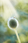 Globe Thistle flowers