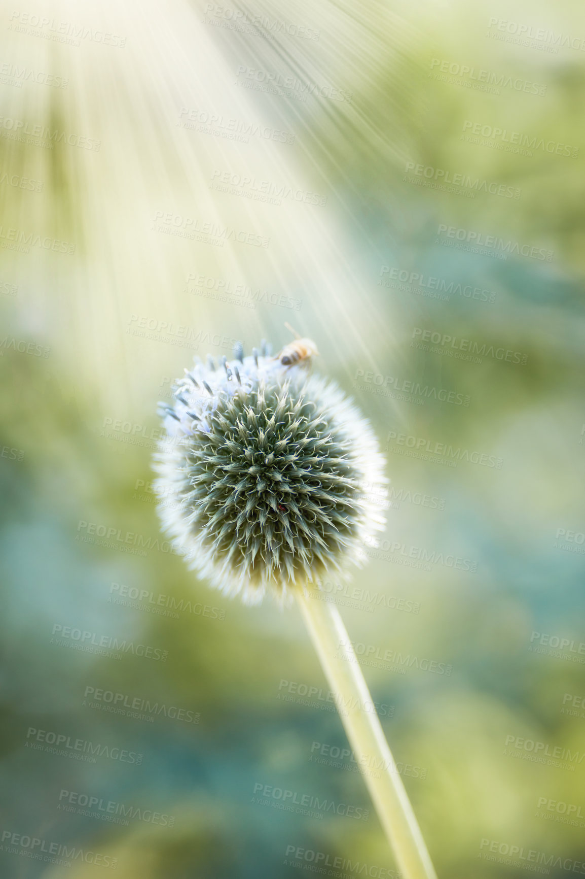 Buy stock photo Closeup of blue Globe Thistle plant being pollinated by bees in a garden during summer. Botany growing on a green field in the countryside. Zoom of wildflowers blossoming with insects in a meadow 