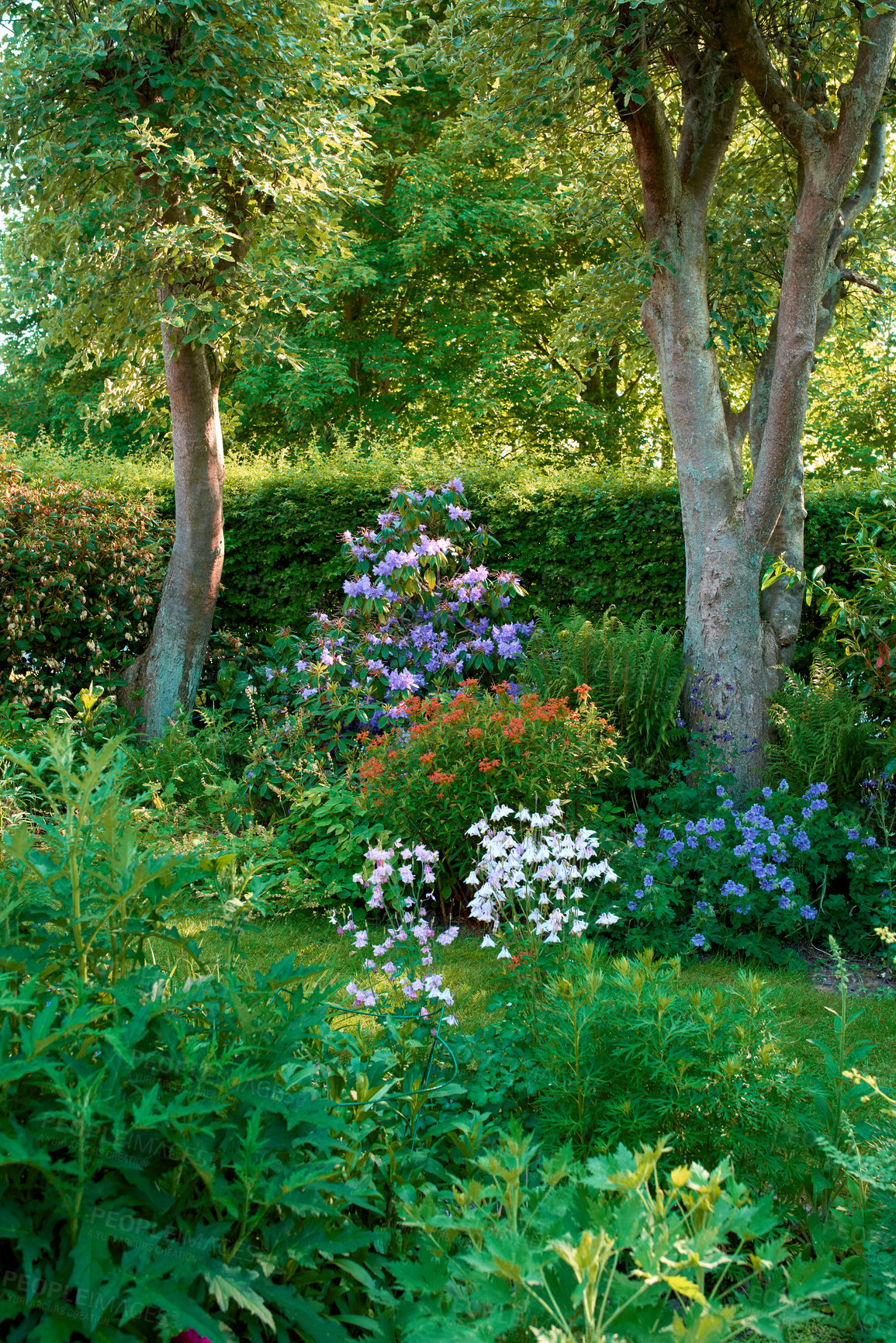 Buy stock photo Beautiful green garden with flowers, trees and plants outside in the backyard during summer. Landscape of vibrant lush meadow environment looking stunning in nature. The botanic garden looks lovely 