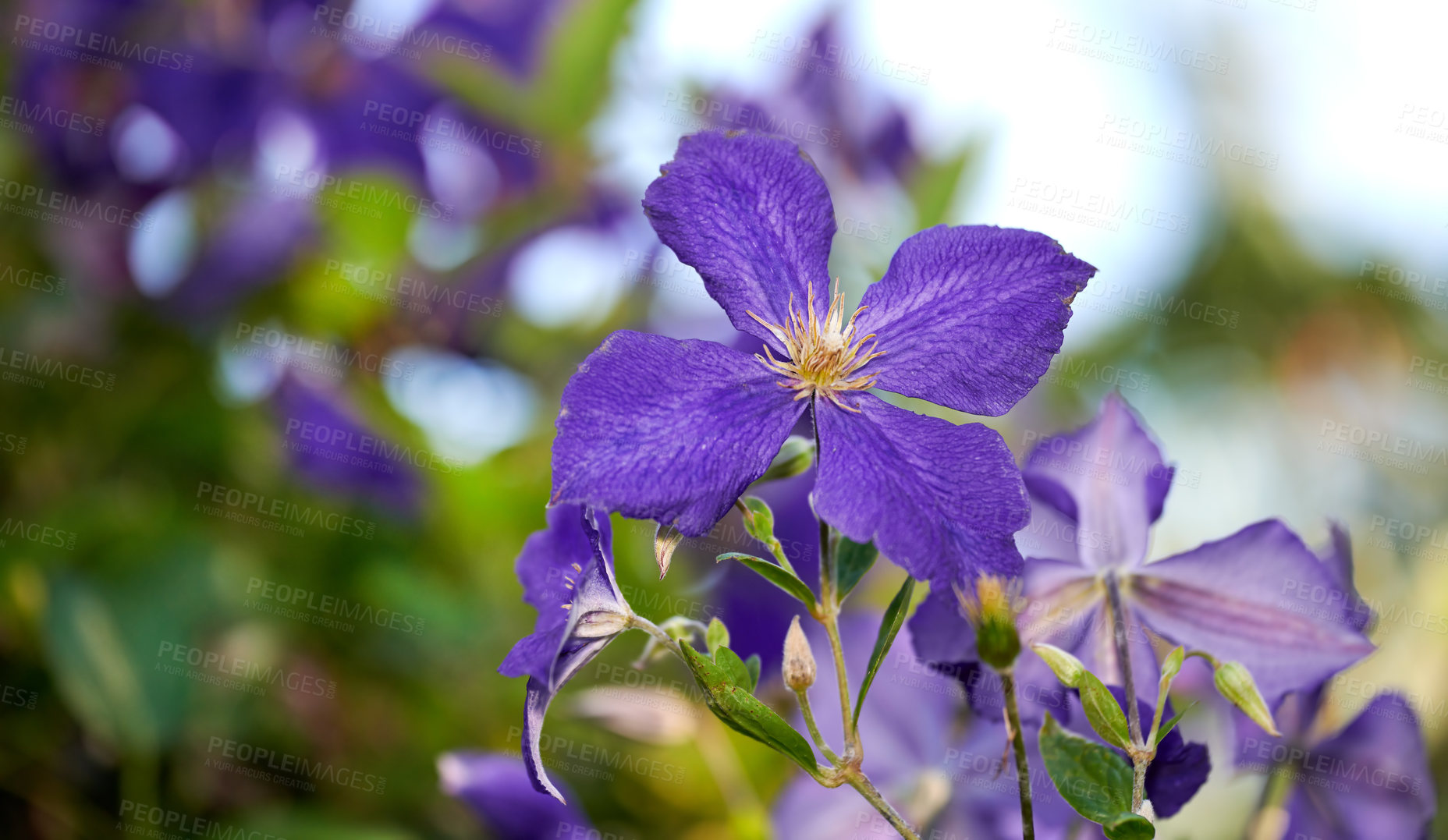 Buy stock photo A series of beautiful garden photos