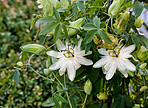 Beautiful flowers from my garden