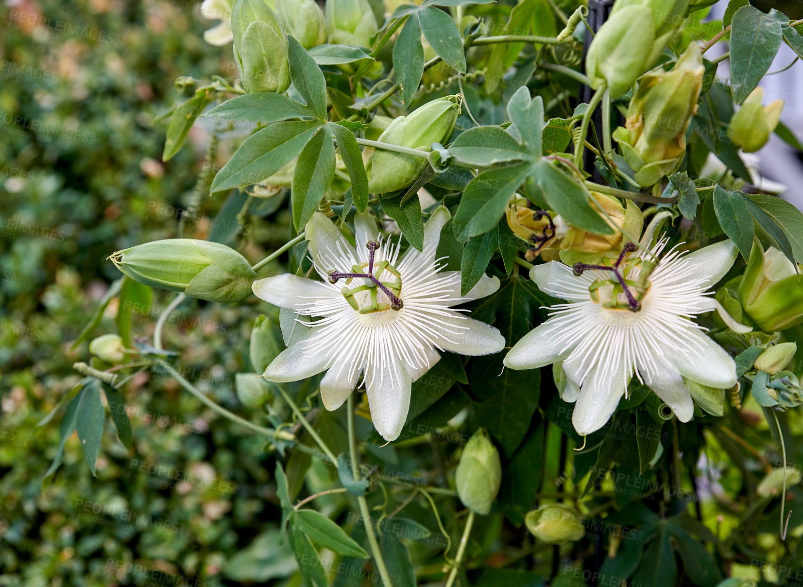 Buy stock photo A series of beautiful garden photos