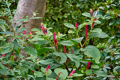 Buy stock photo A series of beautiful garden photos