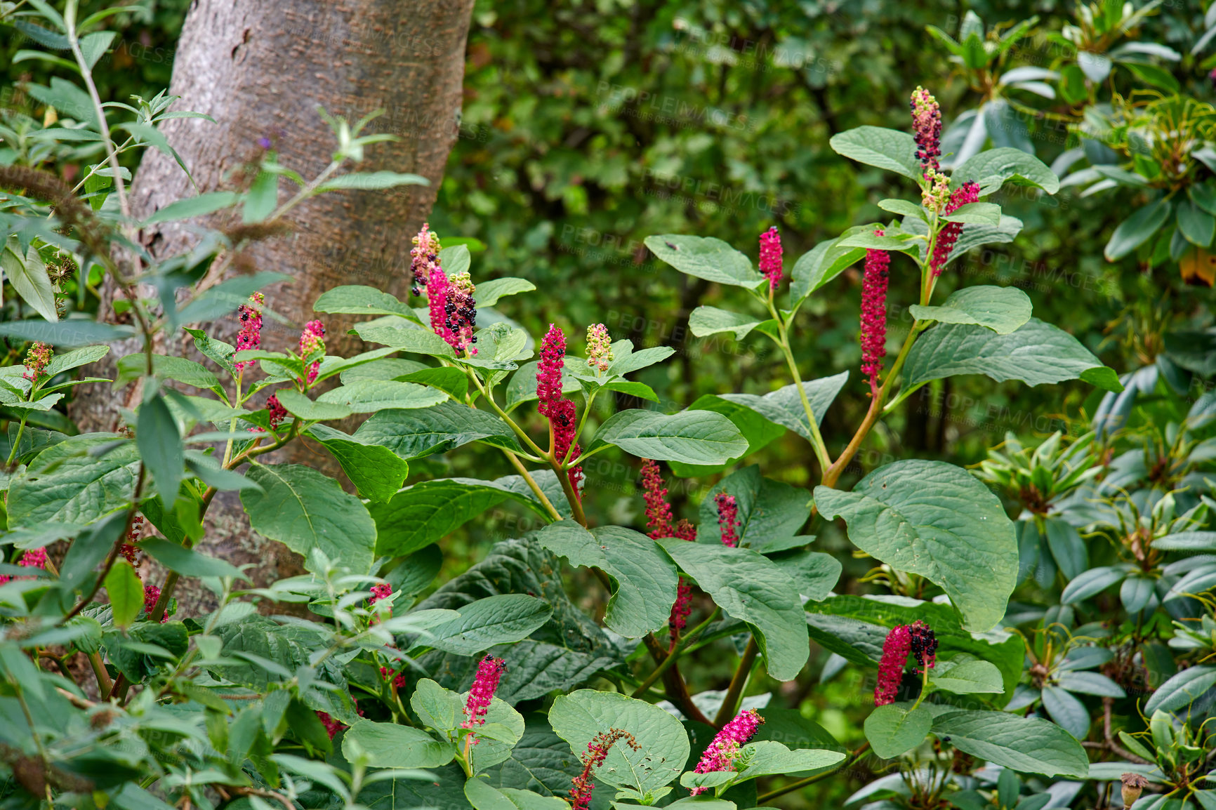 Buy stock photo A series of beautiful garden photos