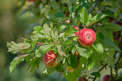 Buy stock photo Sustainable agriculture on an organic farm or orchard. Zoom in on ripe fruit growing with harmony in nature, ready to picked. Closeup of red apples growing on a vibrant tree with copy space and bokeh