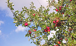 Apples in my gardenm