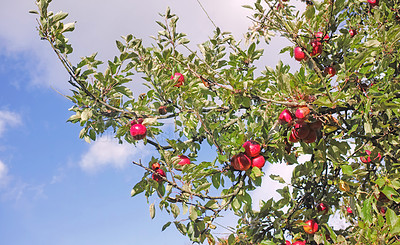 Buy stock photo Red apple tree growing on sustainable orchard farm for nutrition, diet or vitamins. Farming fresh and healthy snack fruit in remote countryside against blue sky background with clouds