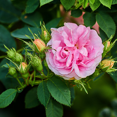 Buy stock photo Closeup of Dog rose growing in a green lush garden on a sunny day. Macro details of soft pink flowers in harmony with nature. Buds blooming on peaceful branches in a zen, quiet backyard