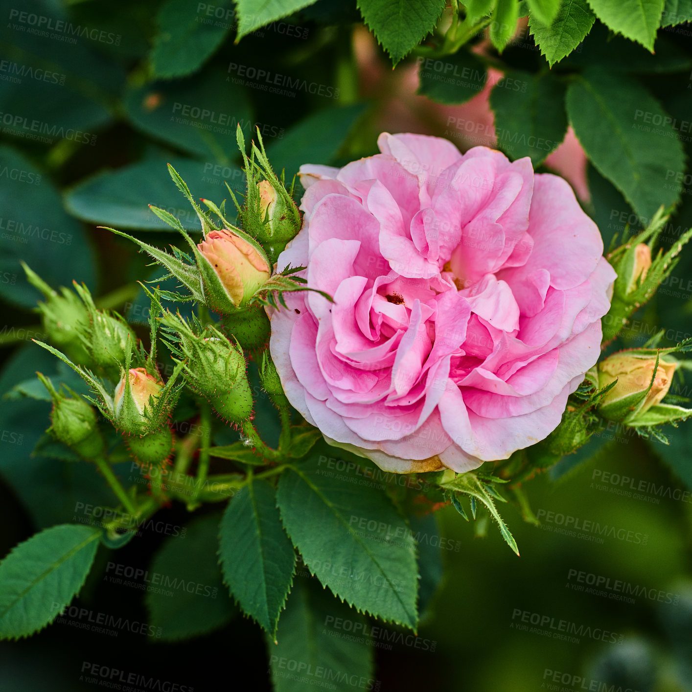 Buy stock photo Closeup of Dog rose growing in a green lush garden on a sunny day. Macro details of soft pink flowers in harmony with nature. Buds blooming on peaceful branches in a zen, quiet backyard