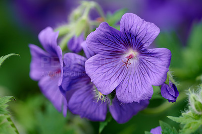 Buy stock photo Landscape view of Geranium flowers in focus as nature background. Springtime flower of the Irish blue showing its beauty in detail. Isolated view of the plant known as a cranesbill growing in nature.