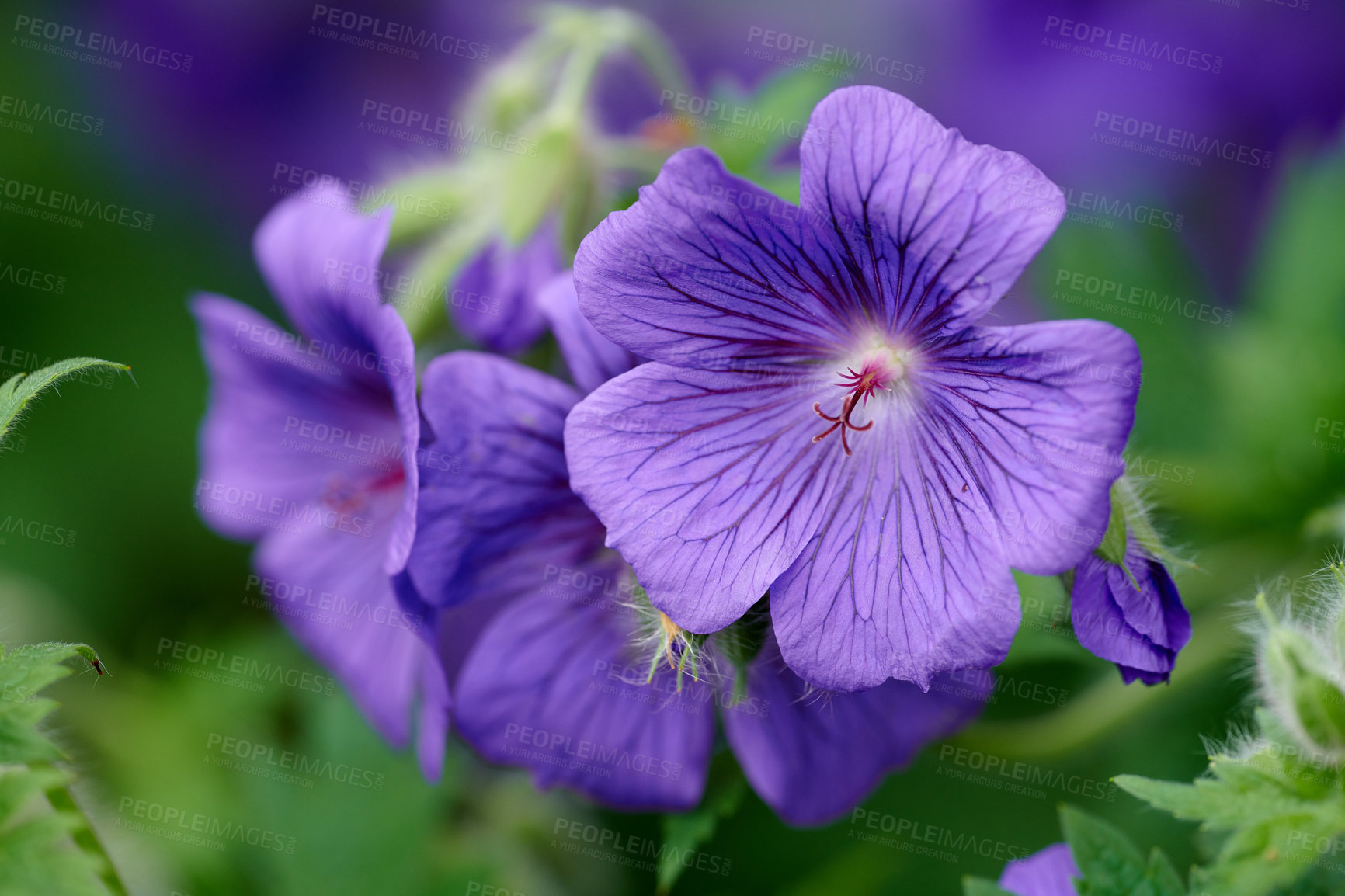 Buy stock photo Landscape view of Geranium flowers in focus as nature background. Springtime flower of the Irish blue showing its beauty in detail. Isolated view of the plant known as a cranesbill growing in nature.