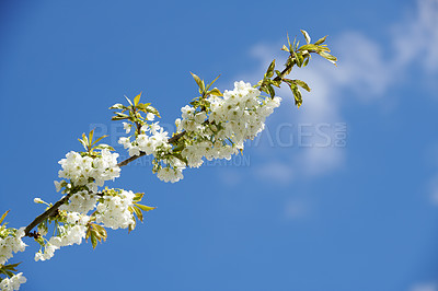 Buy stock photo Closeup of Sweet Cherry blossoms on a branch against a blue sky background. Small white flowers growing in a peaceful forest with copy space. Macro details of floral patterns and textures