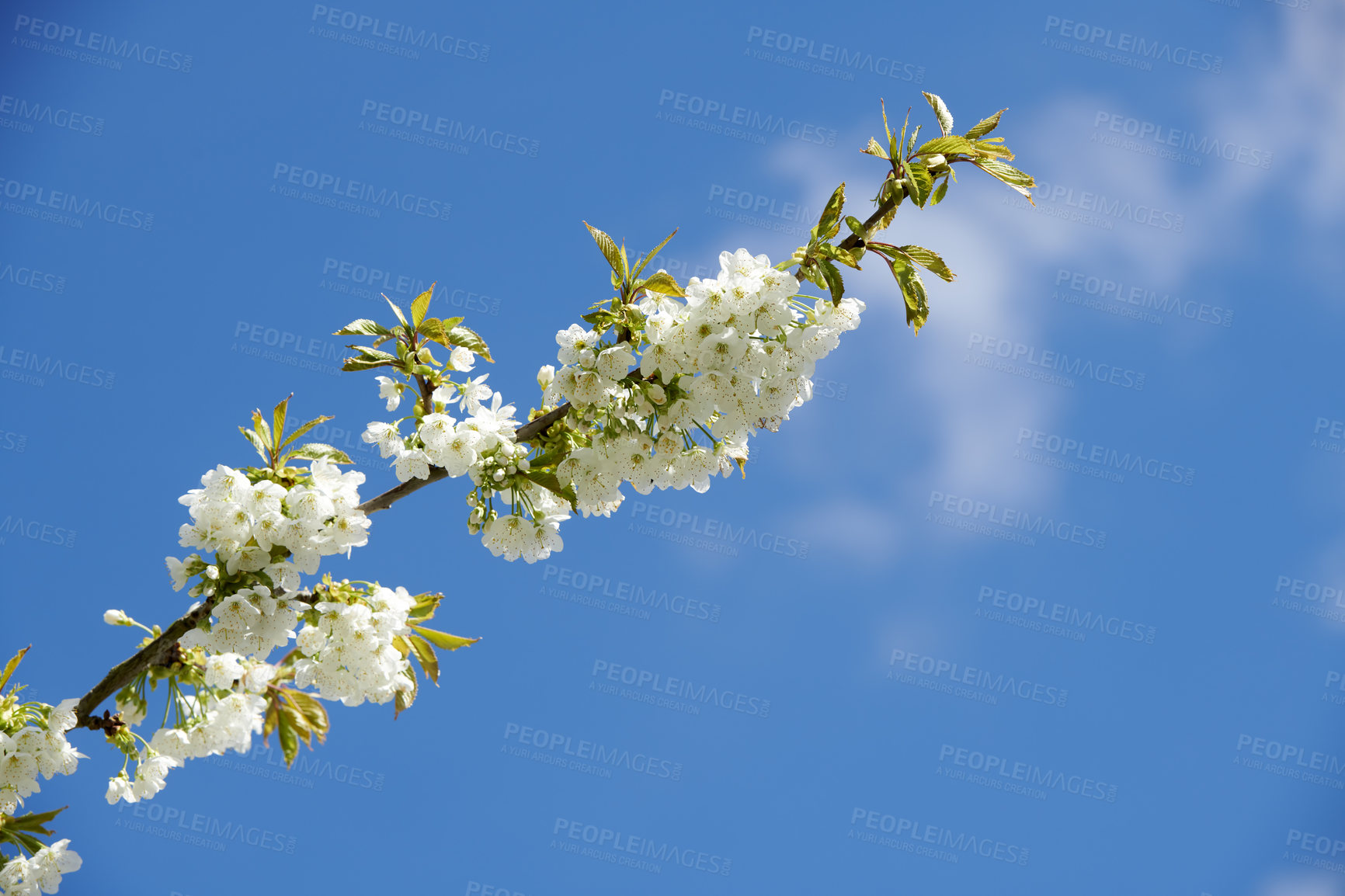 Buy stock photo Closeup of Sweet Cherry blossoms on a branch against a blue sky background. Small white flowers growing in a peaceful forest with copy space. Macro details of floral patterns and textures